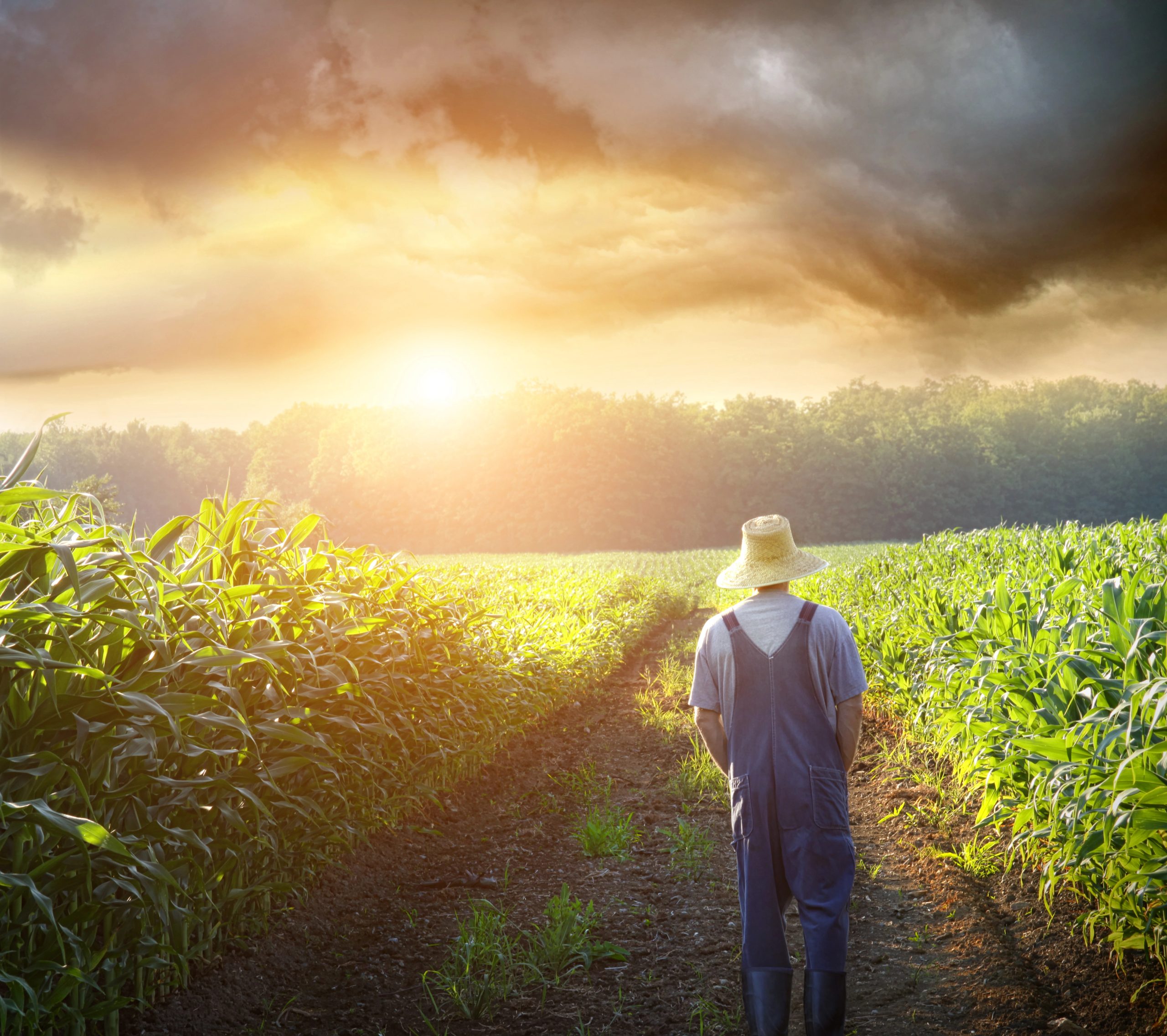 The Harvest and John Barleycorn